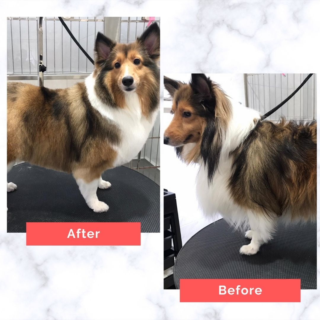 Shetland Sheepdog Dog Grooming Before and After
